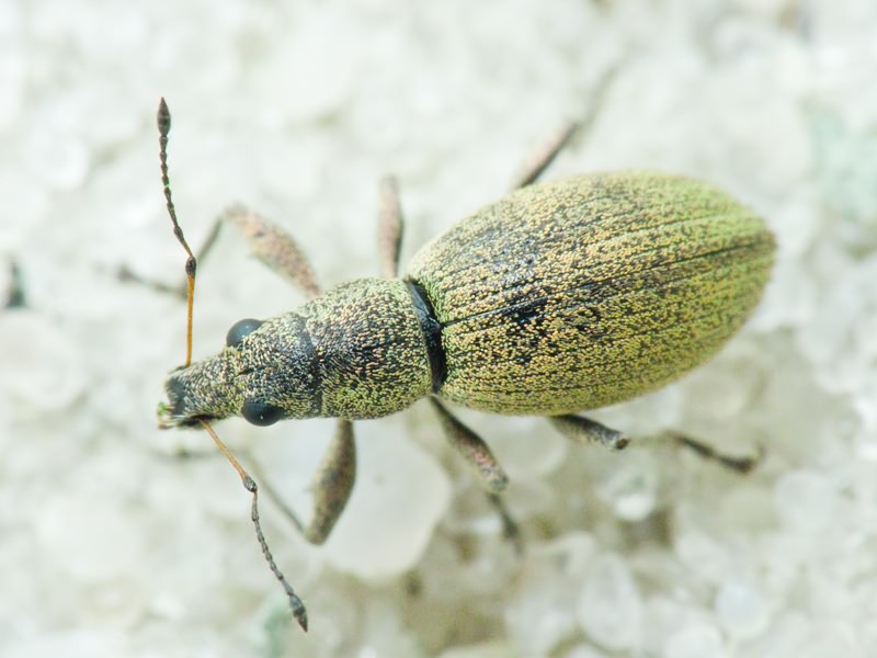 Eusomus ovulum Germar, 1824